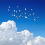 دانلود آهنگ فریبرز سلیمی خون ارغوانها